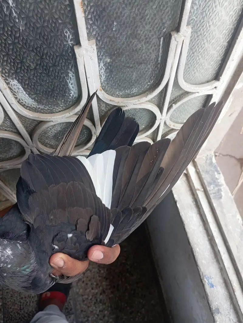 kabootar — photo 4