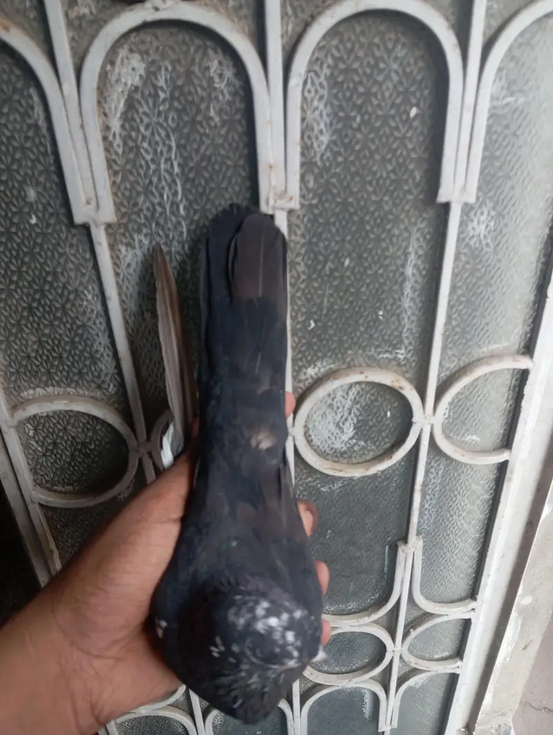 kabootar — photo 5
