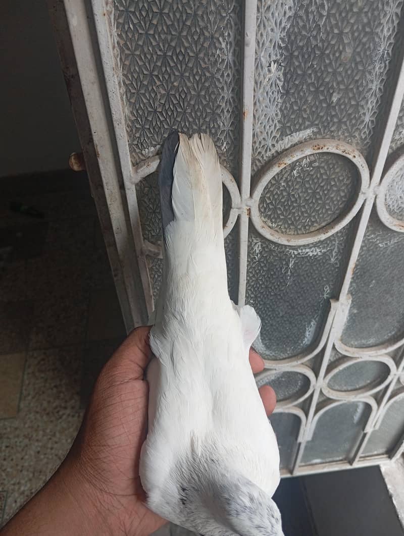 kabootar 5
