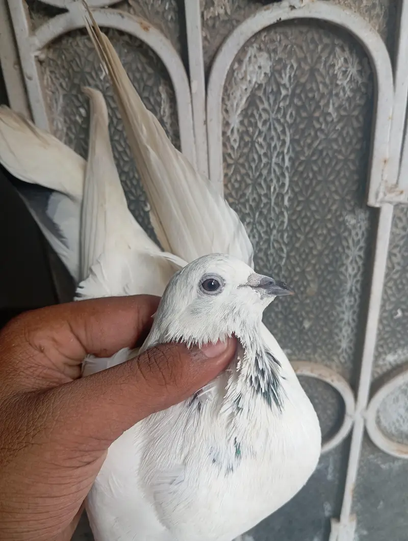 kabootar — photo 8