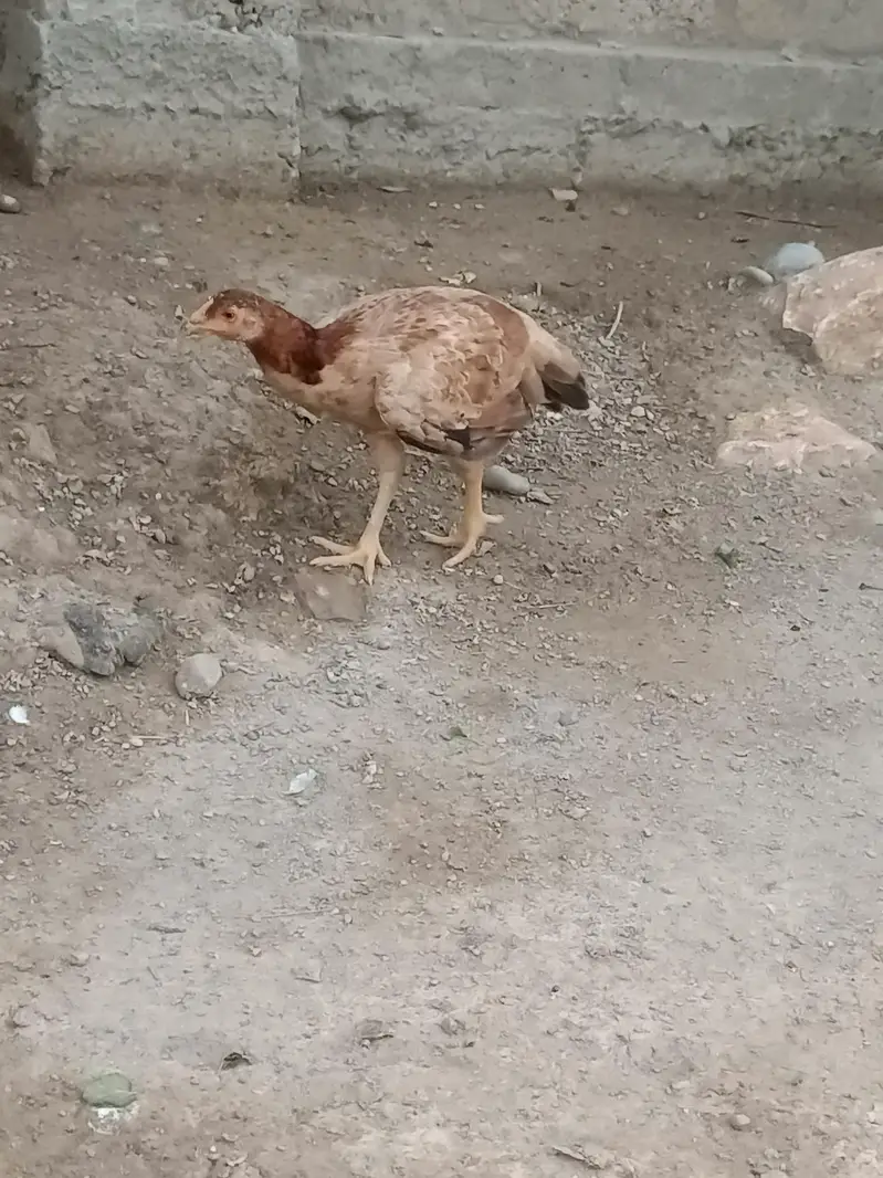 oragenal murghi — photo 6