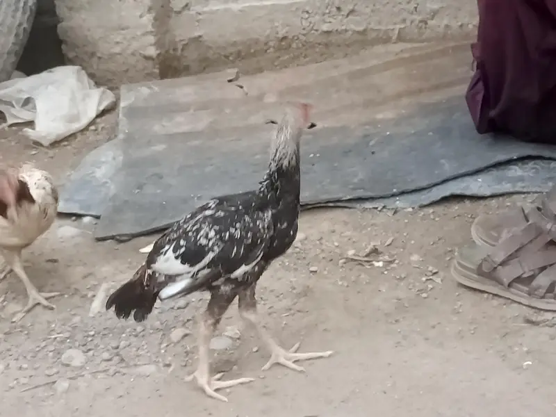 oragenal murghi — photo 8