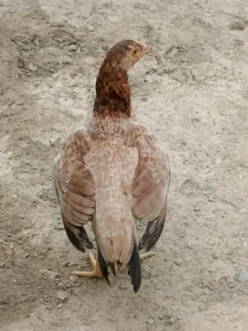 oragenal murghi — photo 9