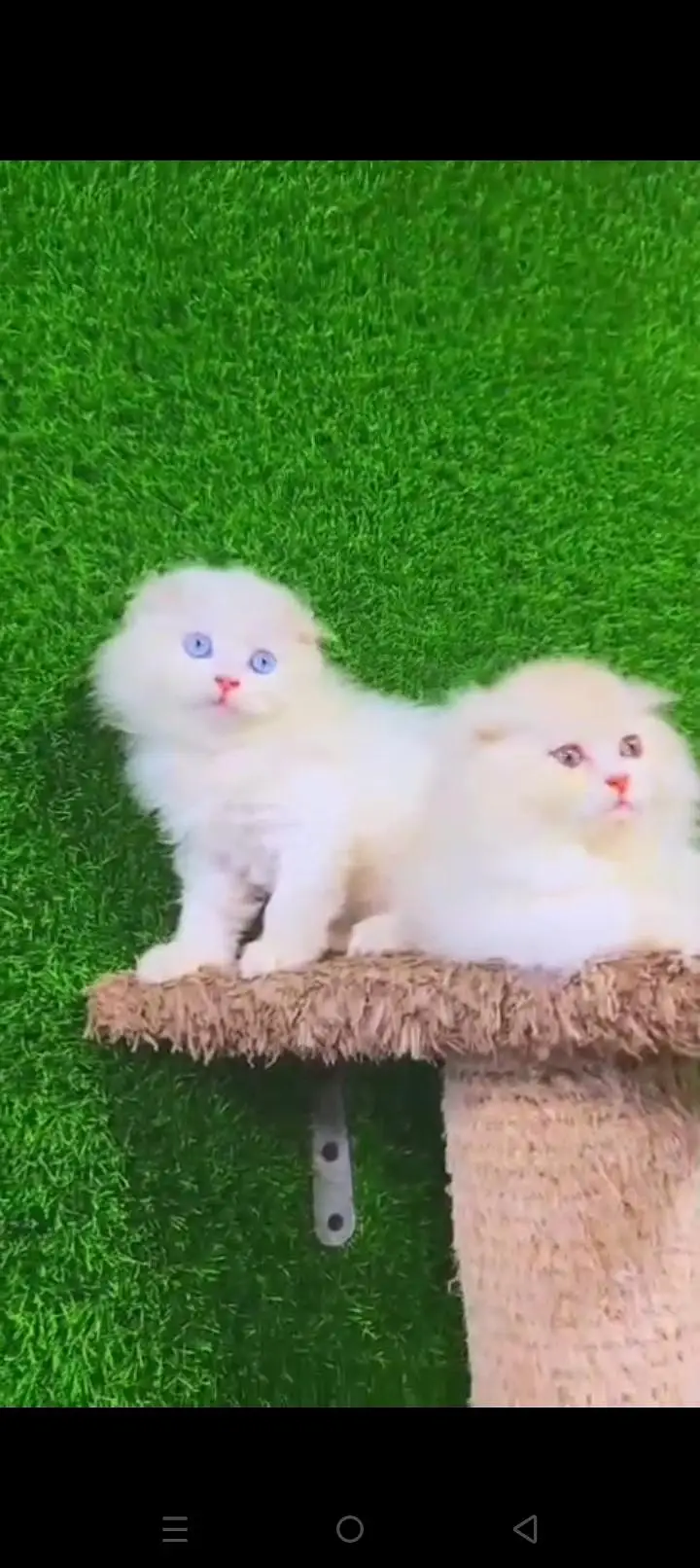 Quality Persian cat & Kittens. Male & female 03479996792. whatsapp — photo 2