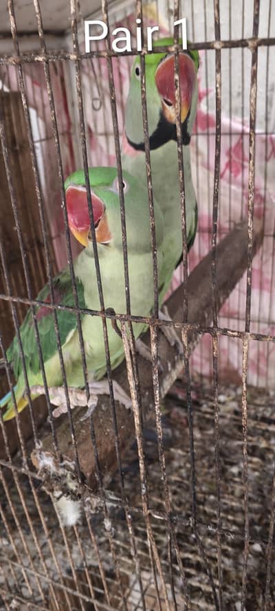 Pahari Parrot Pair Raw Kashmiri tota