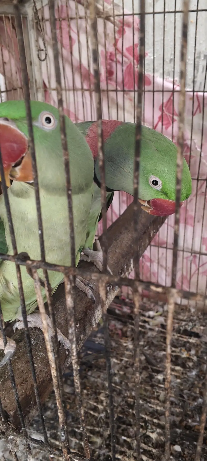 Pahari Parrot Pair Raw Kashmiri tota — photo 2