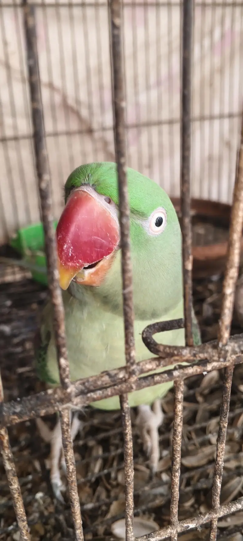 Pahari Parrot Pair Raw Kashmiri tota — photo 3