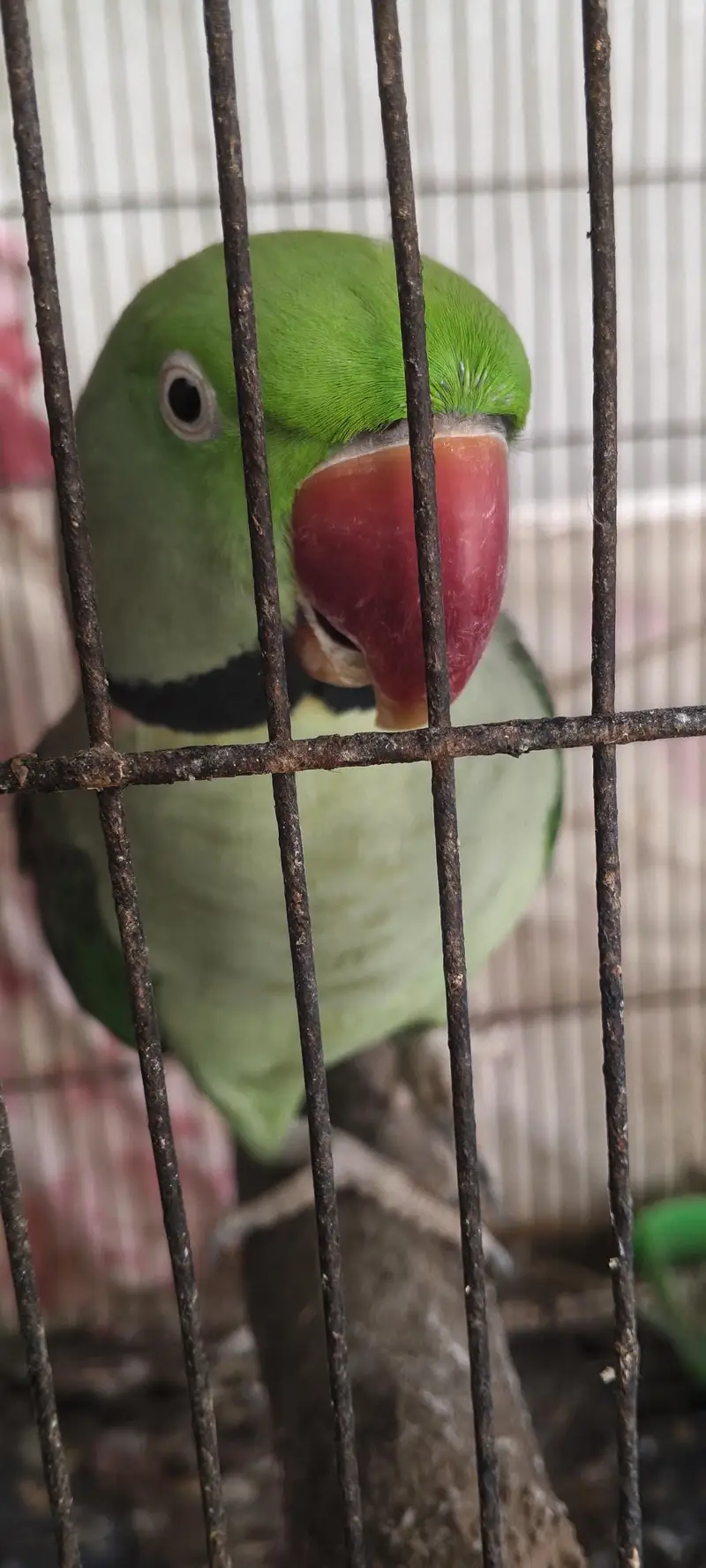 Pahari Parrot Pair Raw Kashmiri tota — photo 4