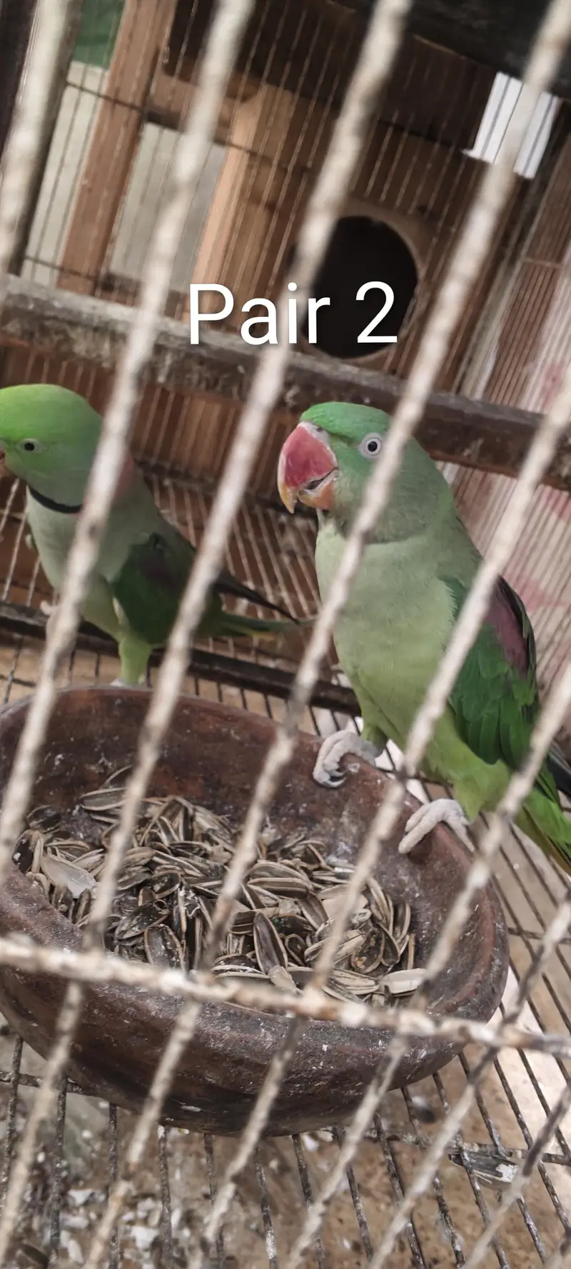 Pahari Parrot Pair Raw Kashmiri tota — photo 5