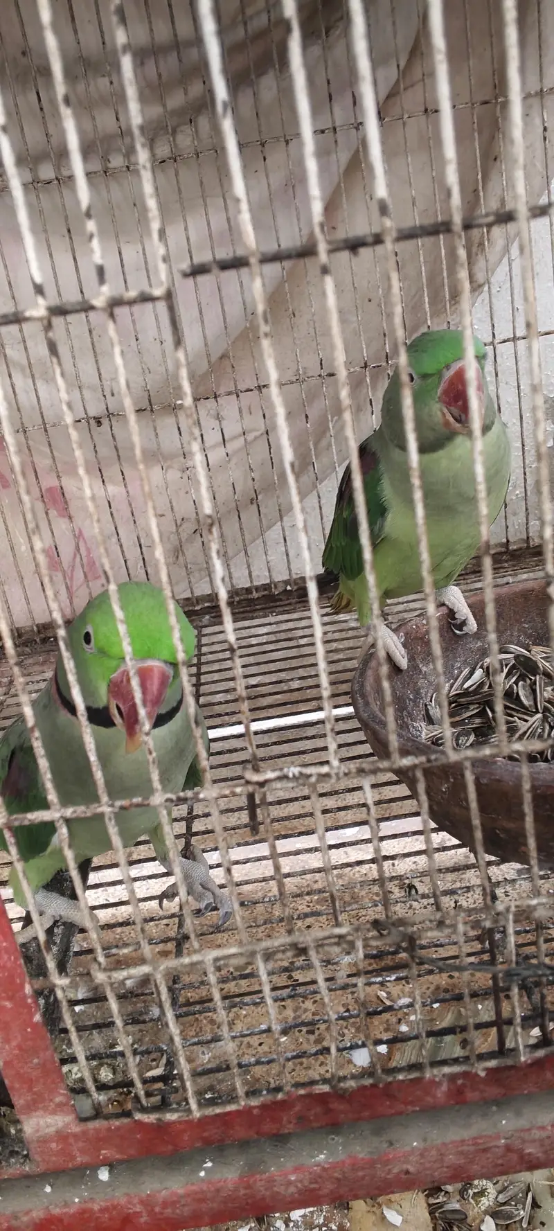 Pahari Parrot Pair Raw Kashmiri tota — photo 6