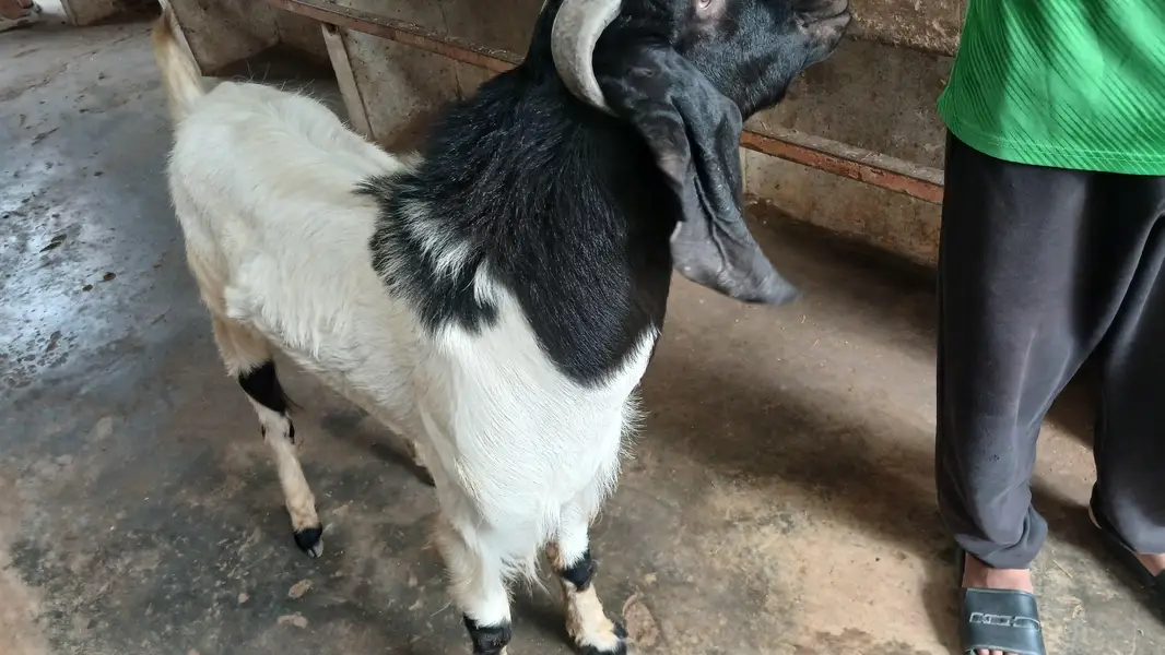 barka sale karna meet wite 15 kg — photo 2