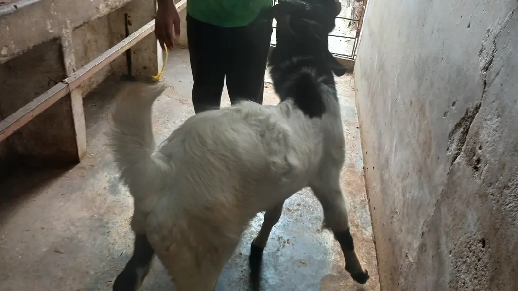 barka sale karna meet wite 15 kg — photo 3