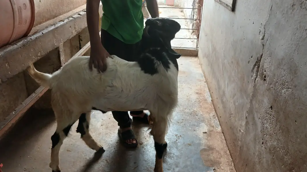 barka sale karna meet wite 15 kg — photo 4