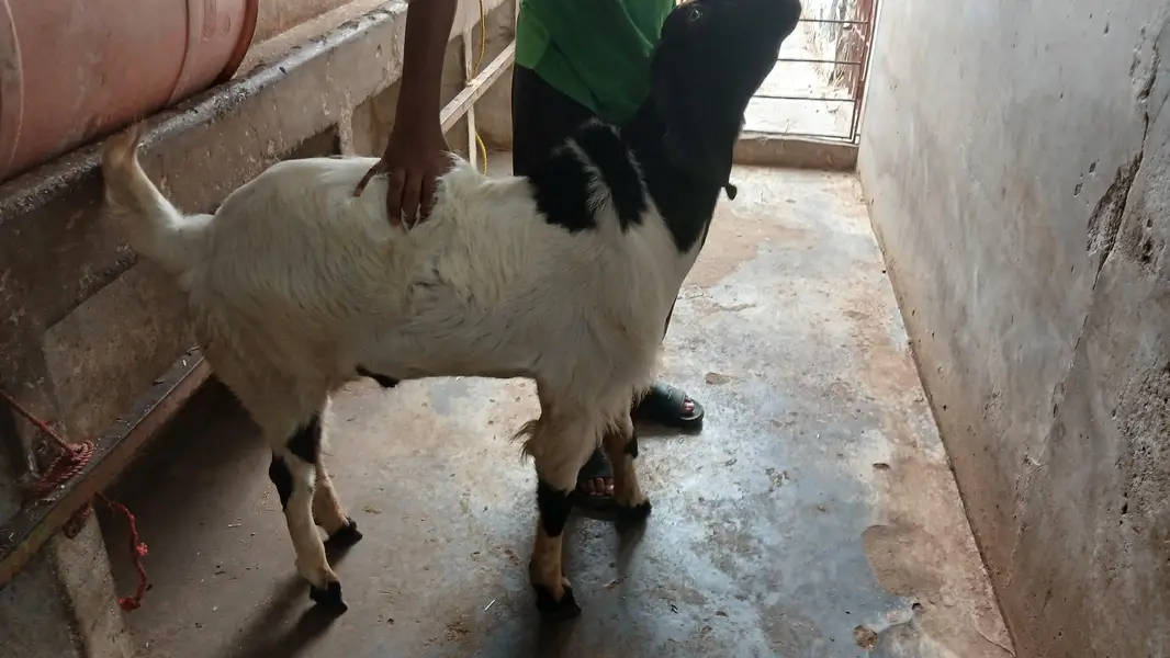 barka sale karna meet wite 15 kg — photo 5