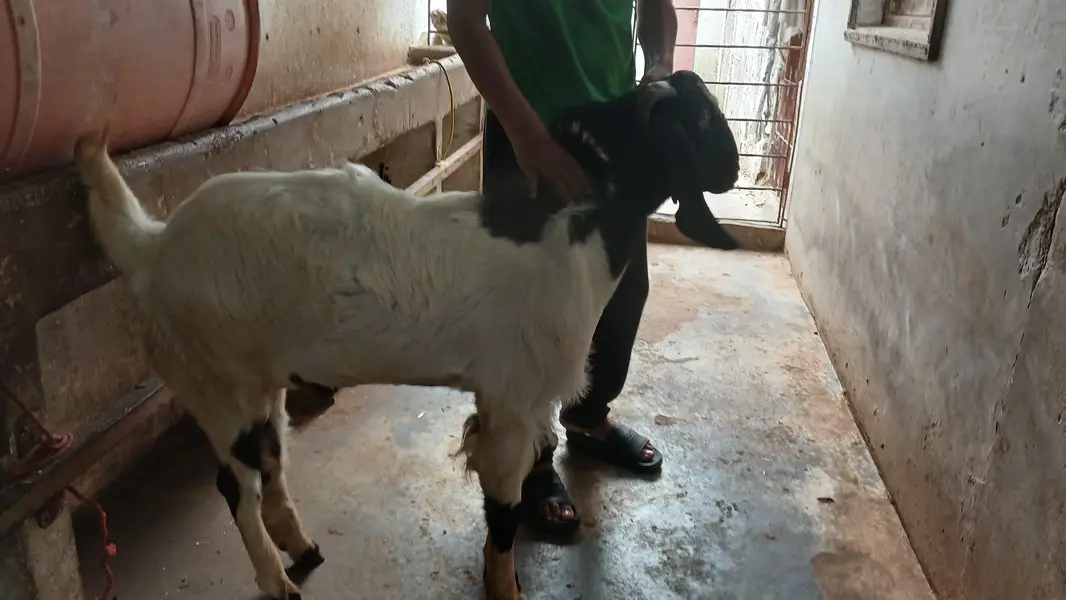 barka sale karna meet wite 15 kg — photo 6