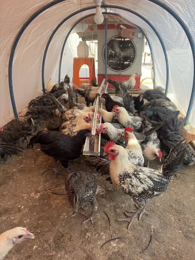 Golden Misri | Fayoumi | Australorp