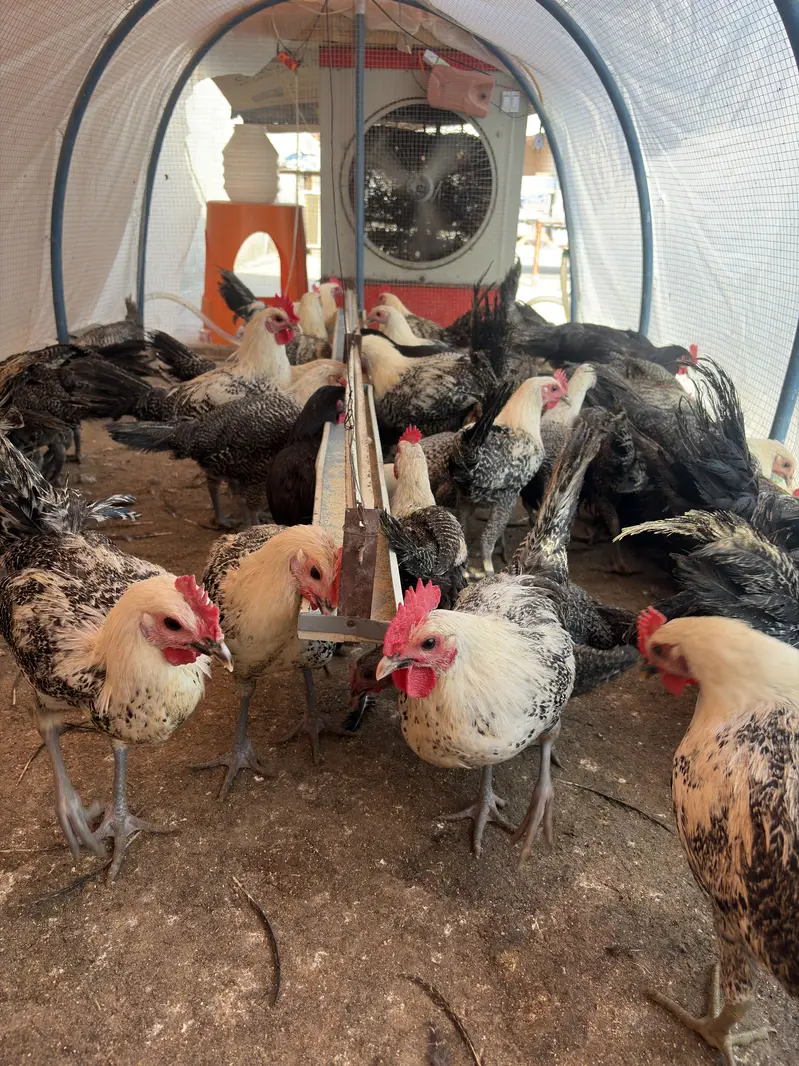 Golden Misri | Fayoumi | Australorp — photo 2