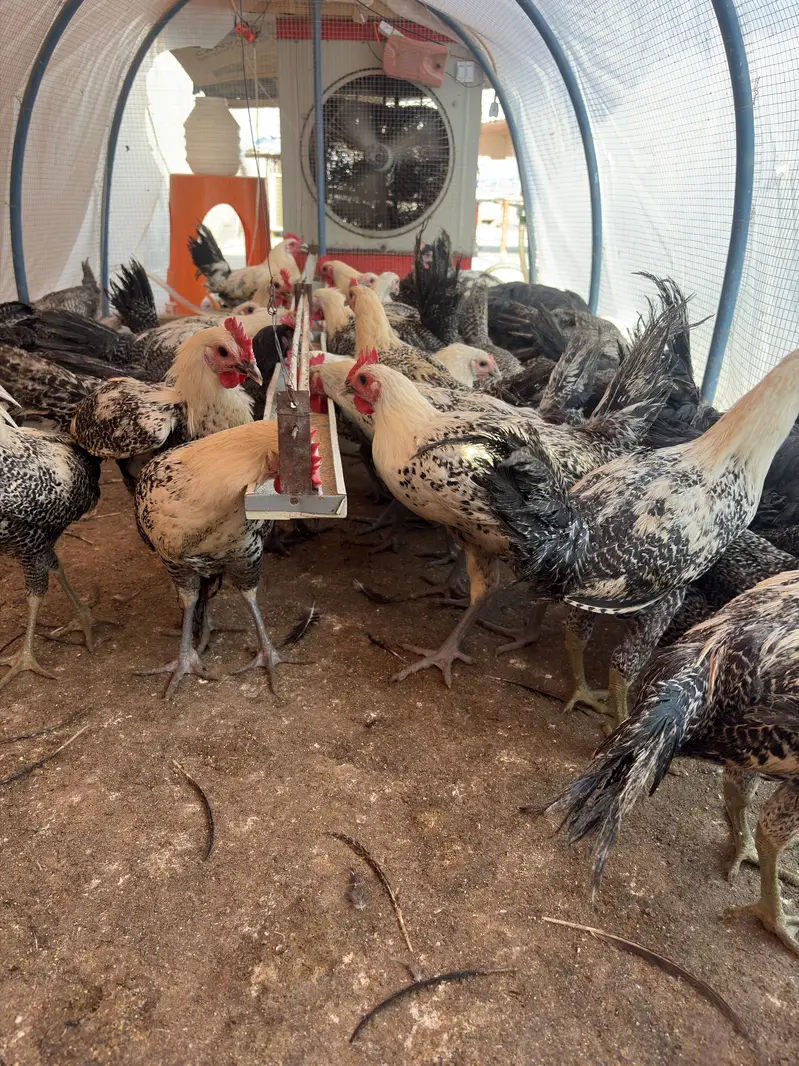 Golden Misri | Fayoumi | Australorp — photo 3