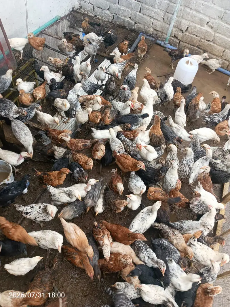200 chiks — photo 2