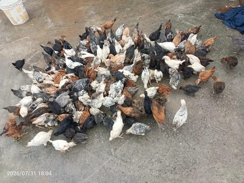 200 chiks — photo 3