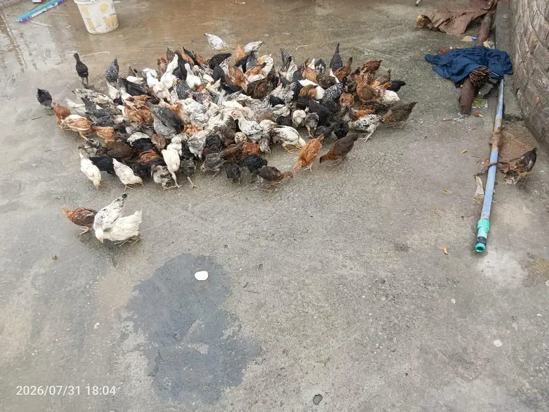 200 chiks — photo 4