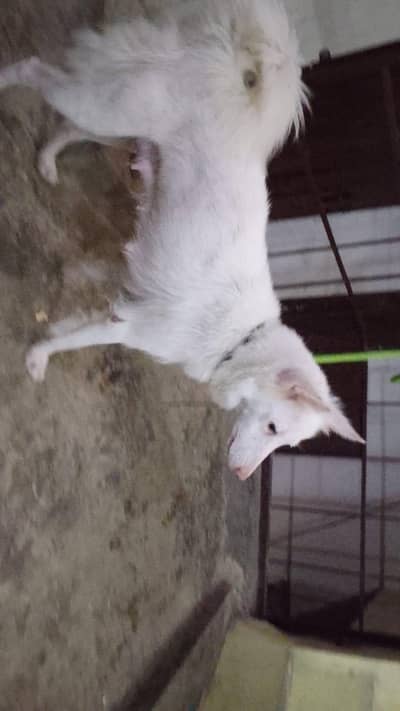 Russian female for sale