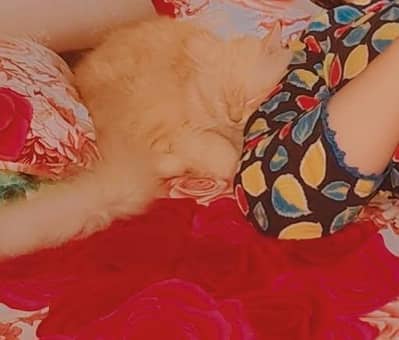 persian cat for sale