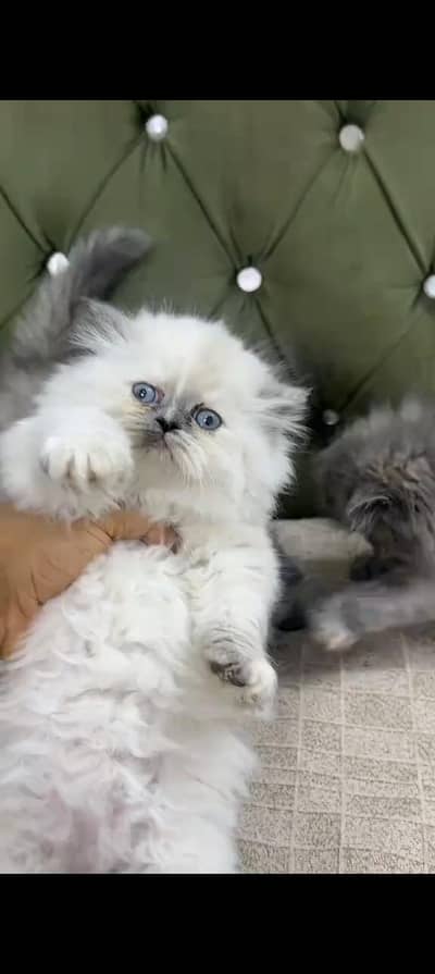 Quality Persian cat & Kittens. Male & female 03479996792. whatsapp