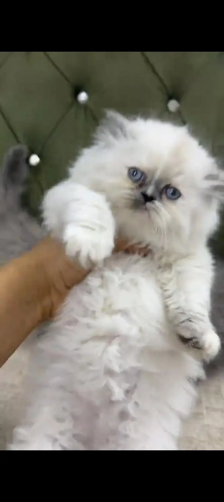 Quality Persian cat & Kittens. Male & female 03479996792. whatsapp — photo 2