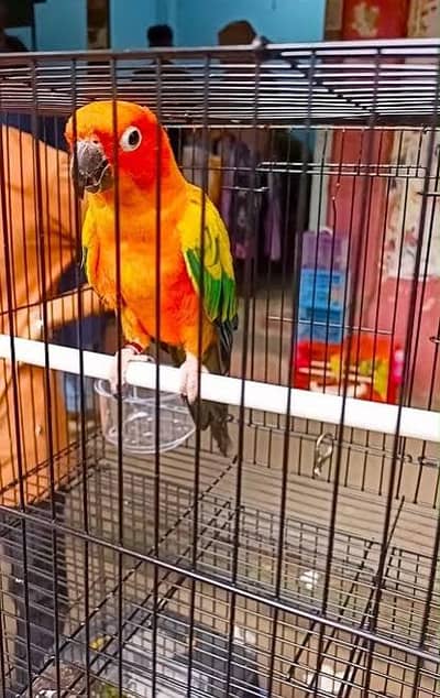 sunconure