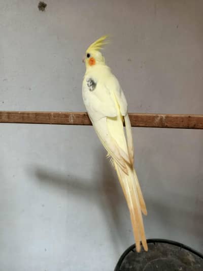 cockatiel