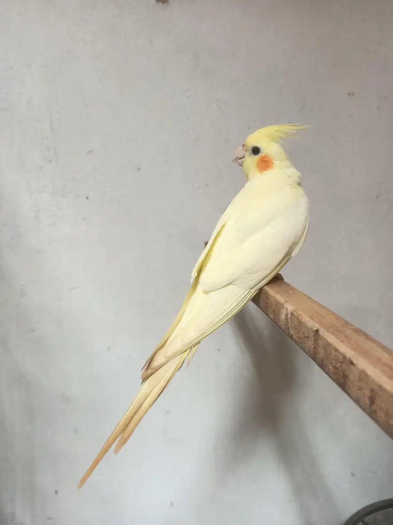 cockatiel — photo 2