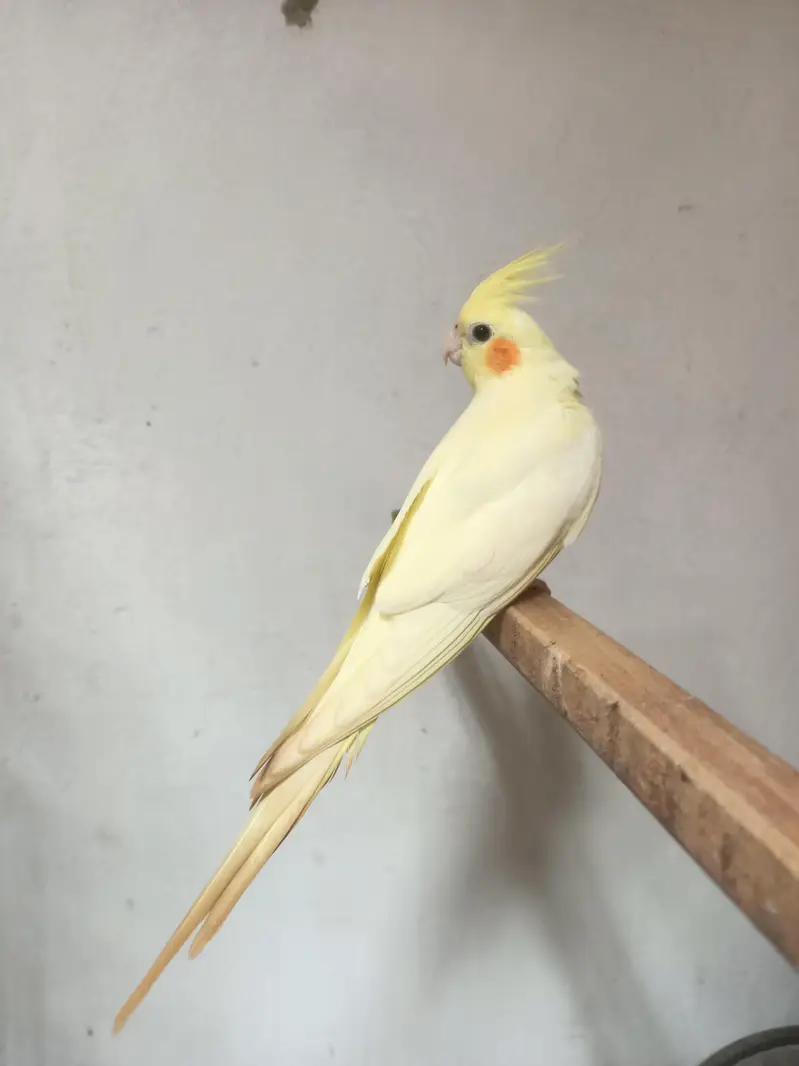 cockatiel — photo 3