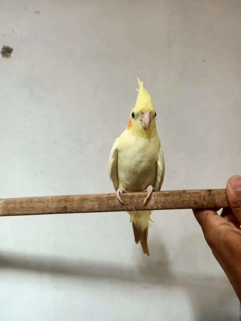 cockatiel — photo 4
