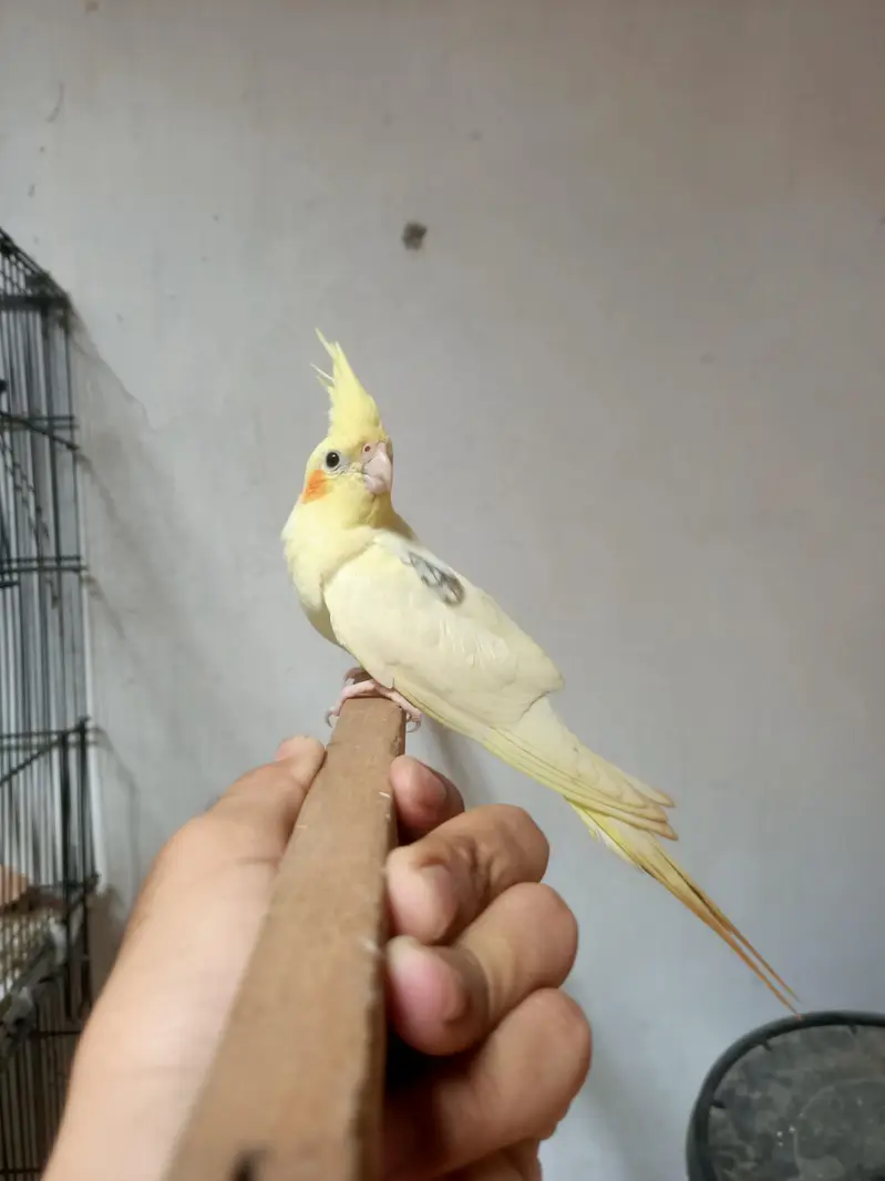 cockatiel — photo 5