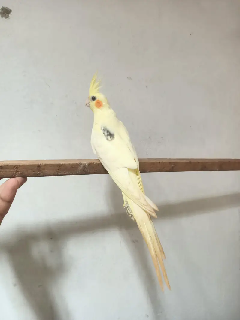 cockatiel — photo 6