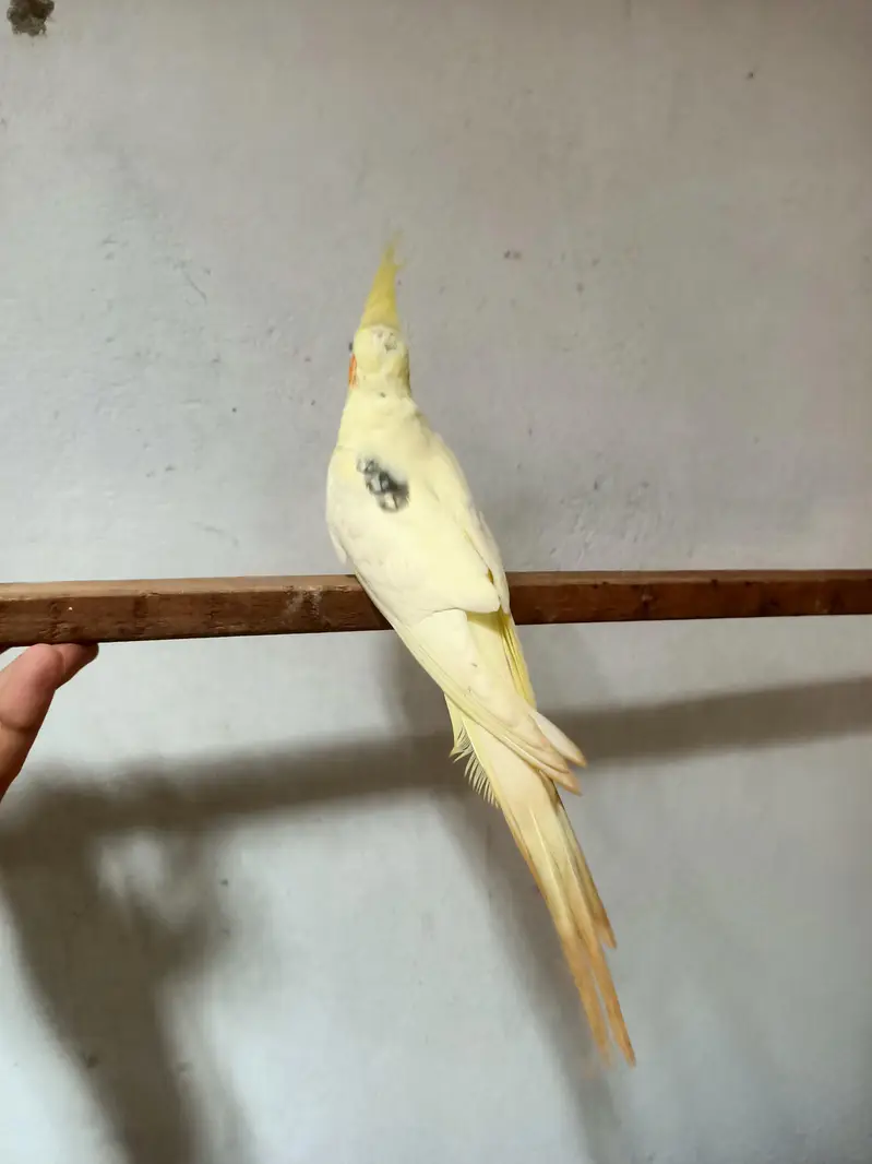 cockatiel — photo 7