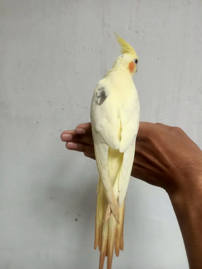 cockatiel — photo 8