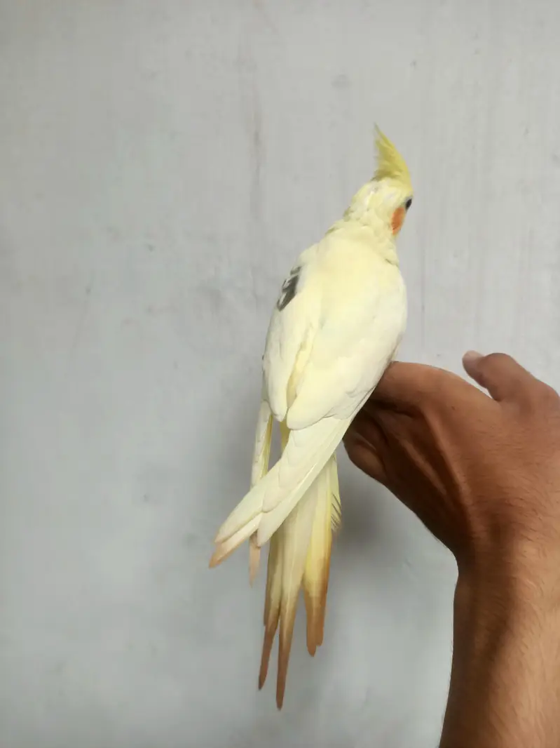 cockatiel — photo 9