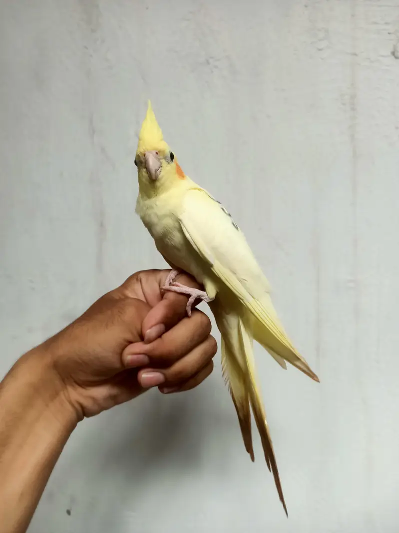cockatiel — photo 10