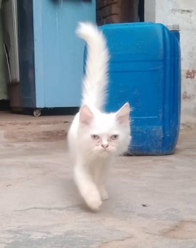 White Persian Male cat