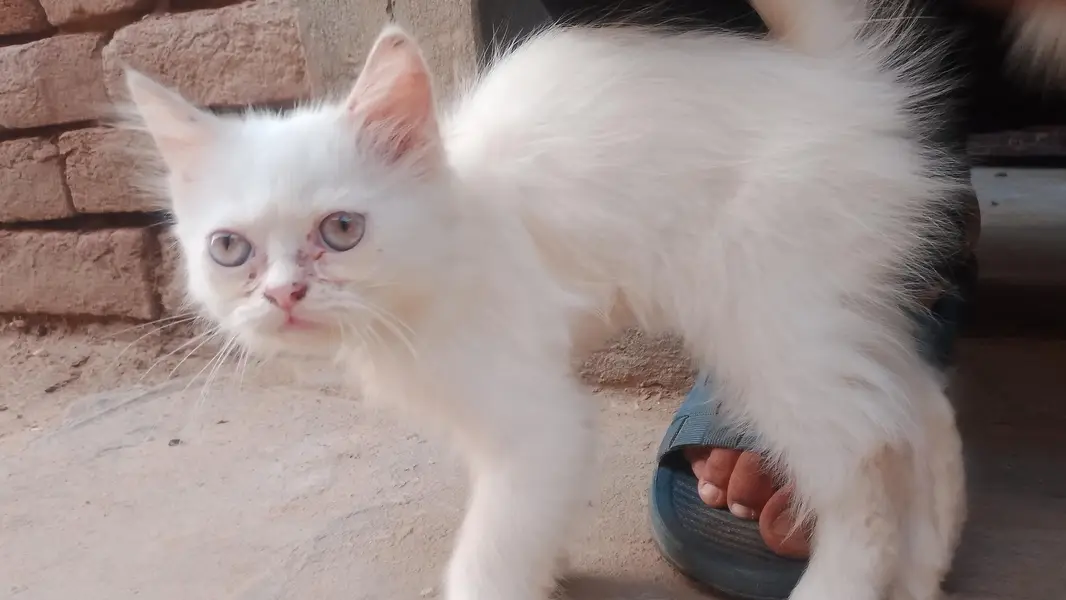 White Persian Male cat — photo 2