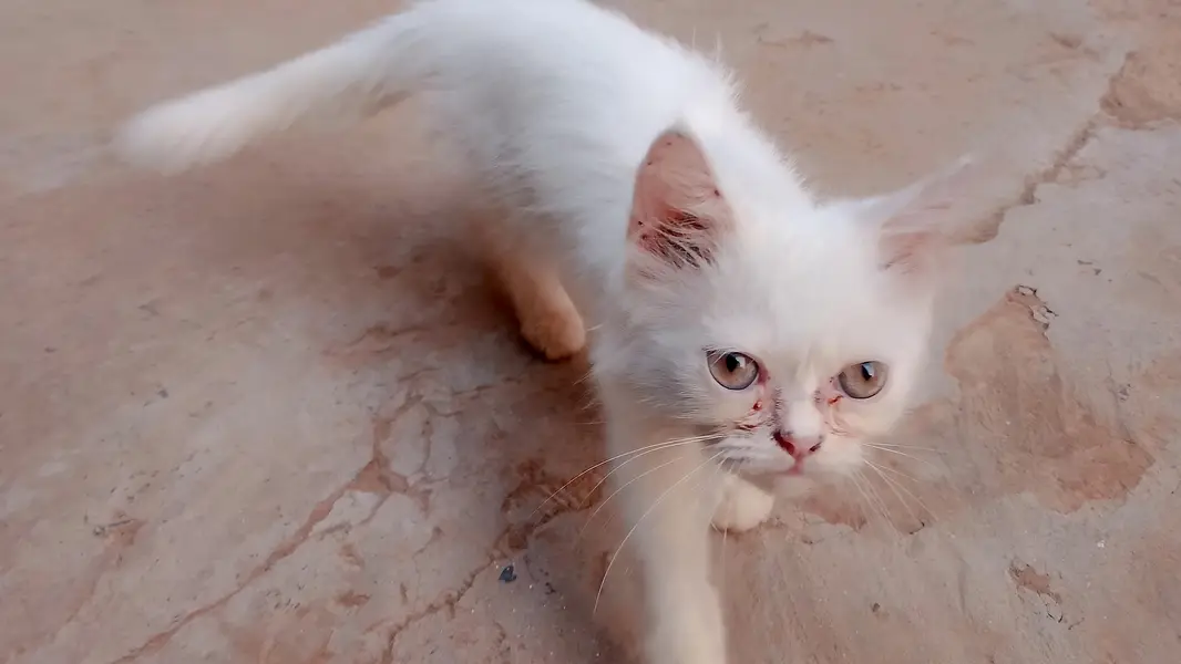 White Persian Male cat — photo 3