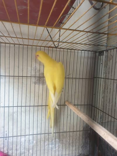 yellow ringneck female
