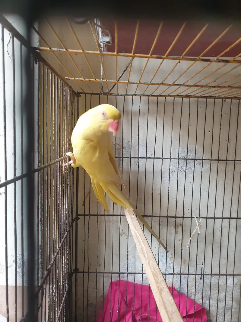 yellow ringneck female — photo 2
