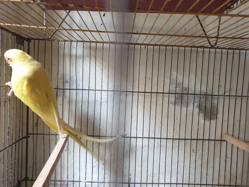 yellow ringneck female — photo 3