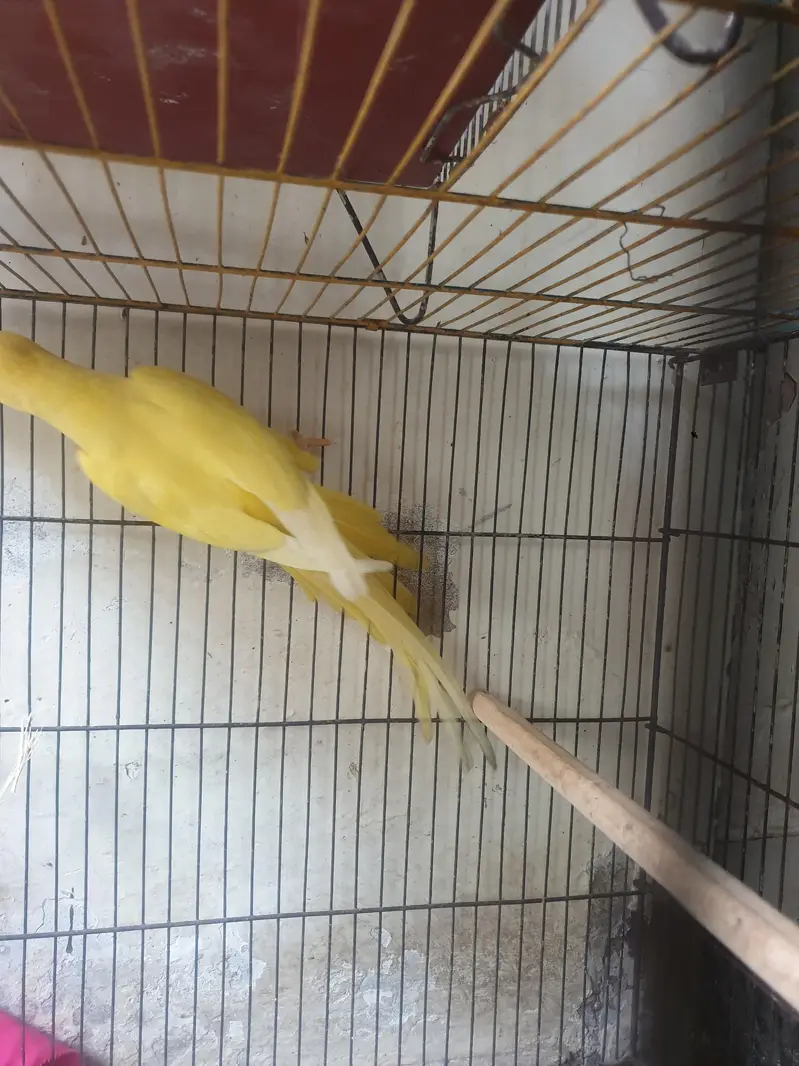 yellow ringneck female — photo 4