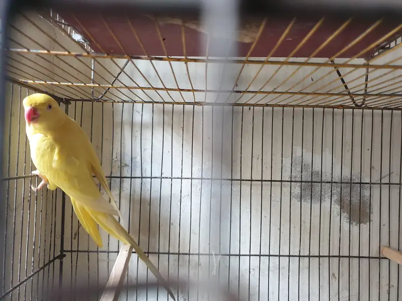 yellow ringneck female — photo 5