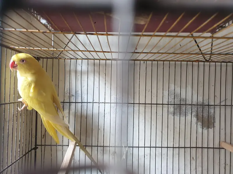 yellow ringneck female — photo 6