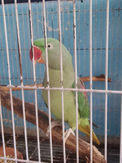 Kashmir phari parrots 2 female